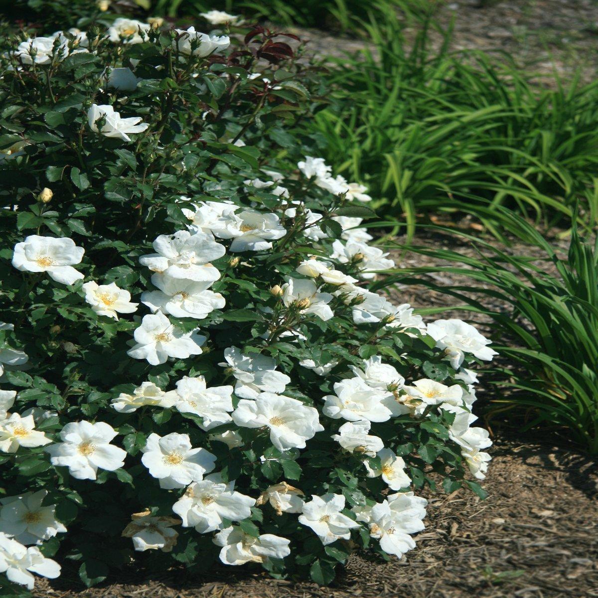 Rosa Landscape White Knock Out - View 9 from www redcrocus com