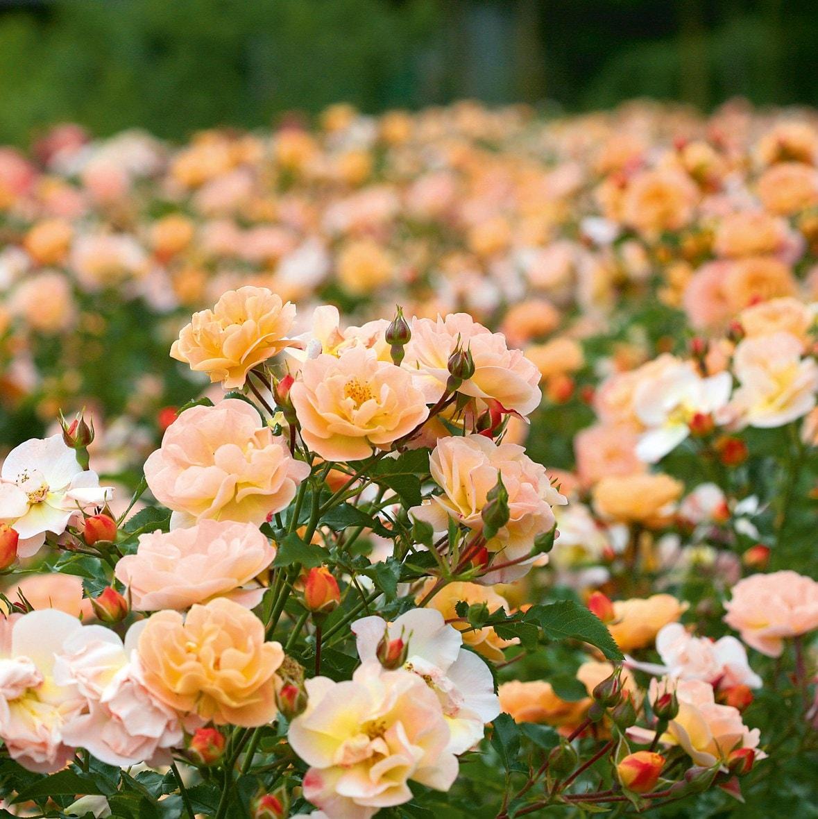 Rosa Landscape Flower Carpet Amber - View 14 from www redcrocus com