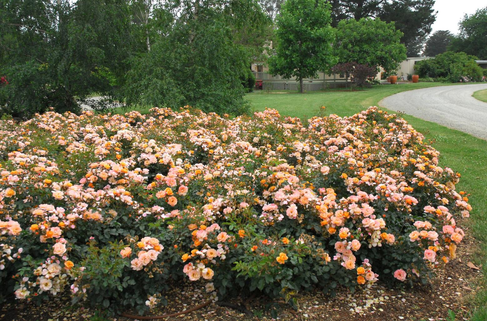Rosa Landscape Flower Carpet Amber - View 1 from www redcrocus com
