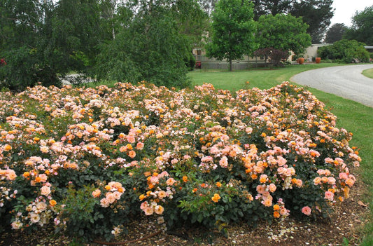 Rosa Landscape Flower Carpet Amber - View 1 from www redcrocus com