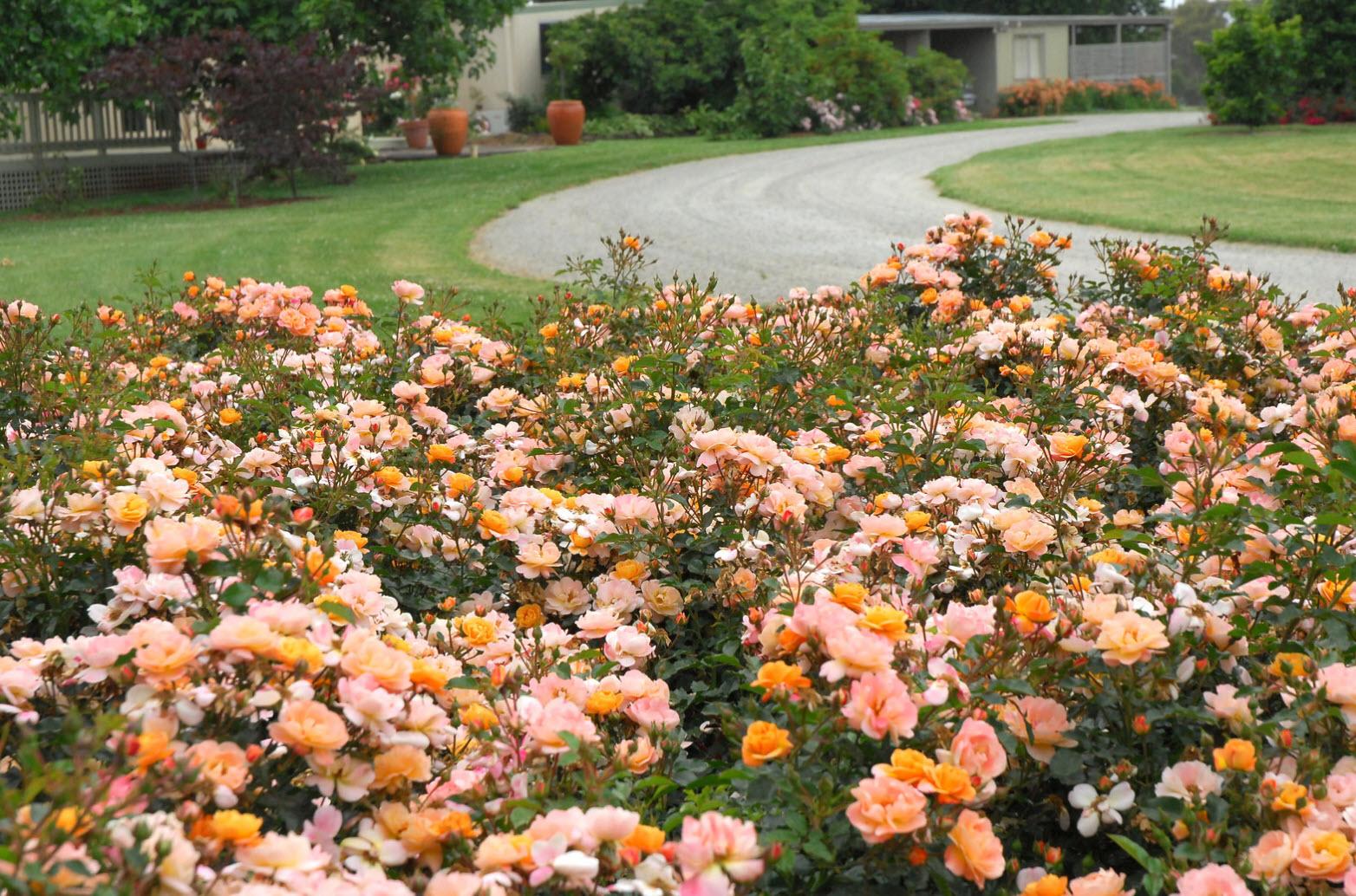 Rosa Landscape Flower Carpet Amber - View 2 from www redcrocus com