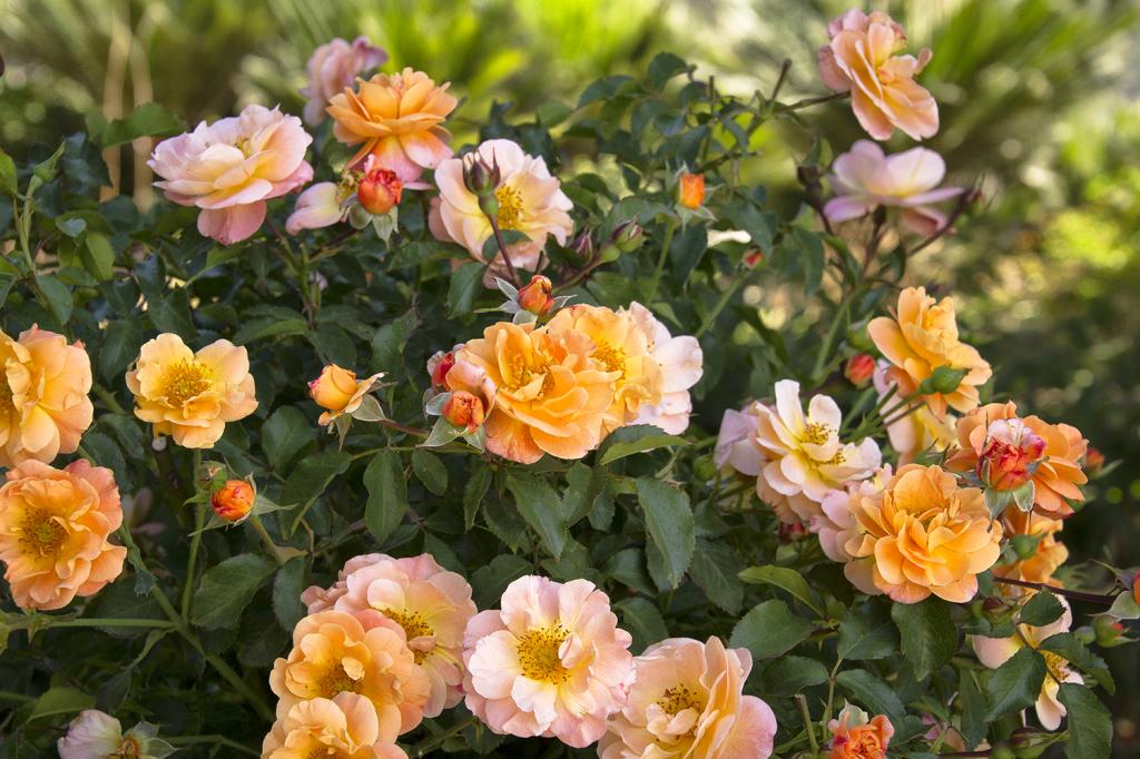 Rosa Landscape Flower Carpet Amber - View 4 from www redcrocus com