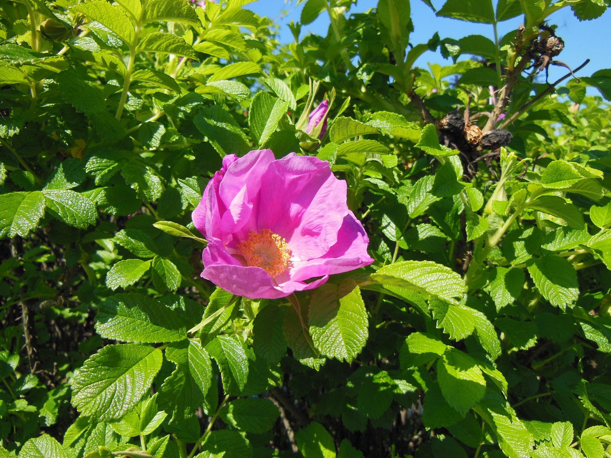 Rosa, Landscape Rugosa - View 10 from www redcrocus com