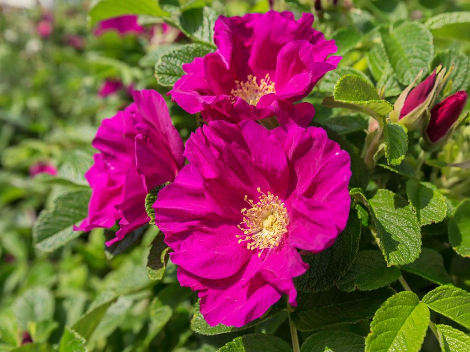 Rosa, Landscape Rugosa - View 11 from www redcrocus com