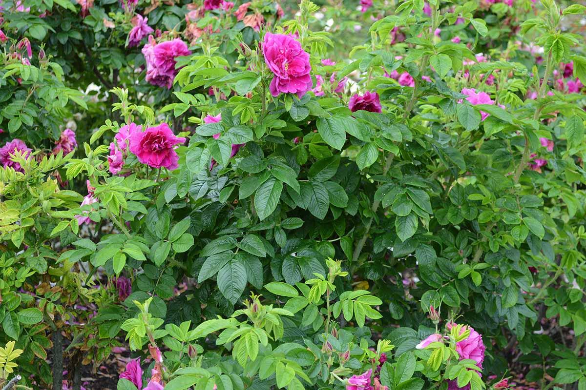 Rosa, Landscape Rugosa - View 13 from www redcrocus com