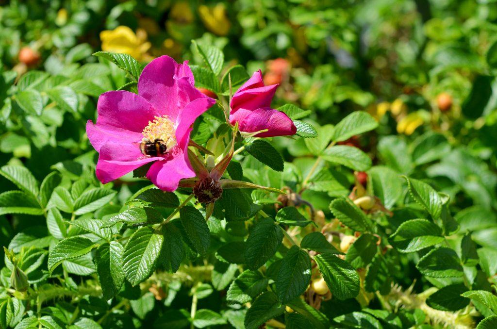 Rosa, Landscape Rugosa - View 14 from www redcrocus com