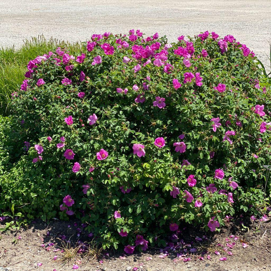 Rosa, Landscape Rugosa - View 15 from www redcrocus com