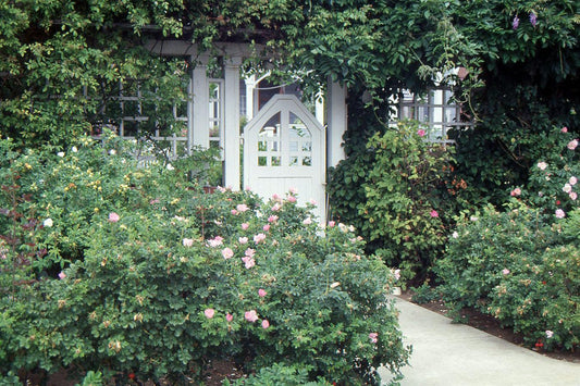 Rosa, Landscape Rugosa - View 1 from www redcrocus com