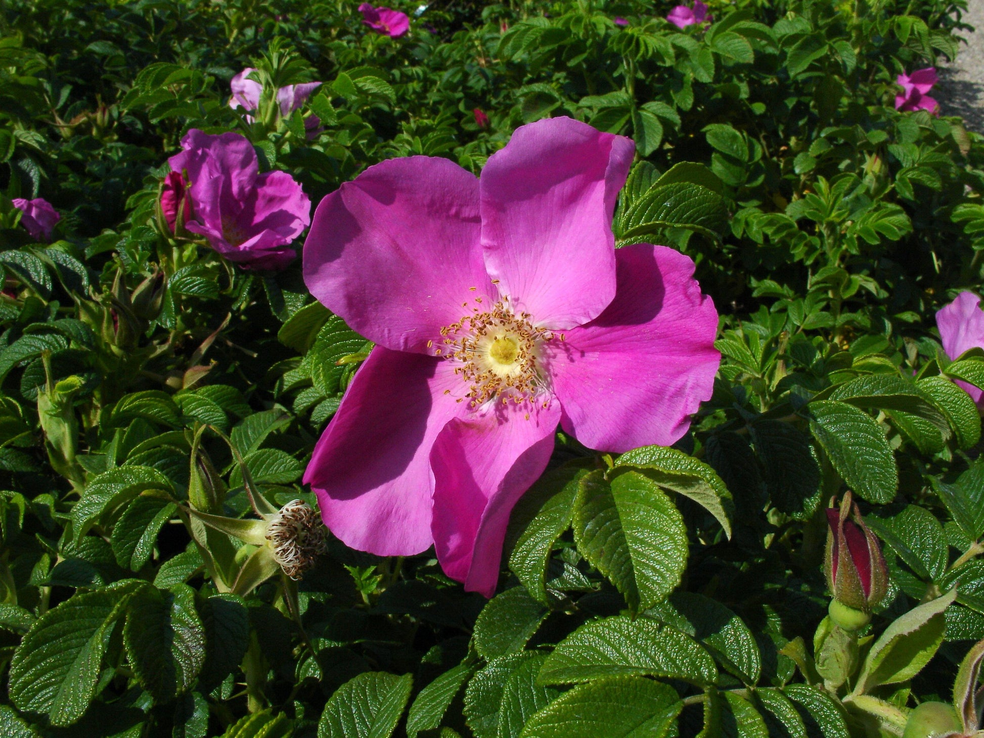 Rosa, Landscape Rugosa - View 3 from www redcrocus com
