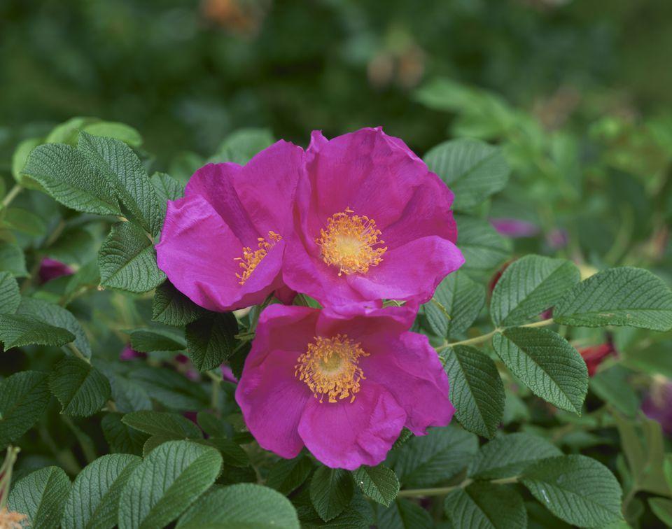 Rosa, Landscape Rugosa - View 4 from www redcrocus com