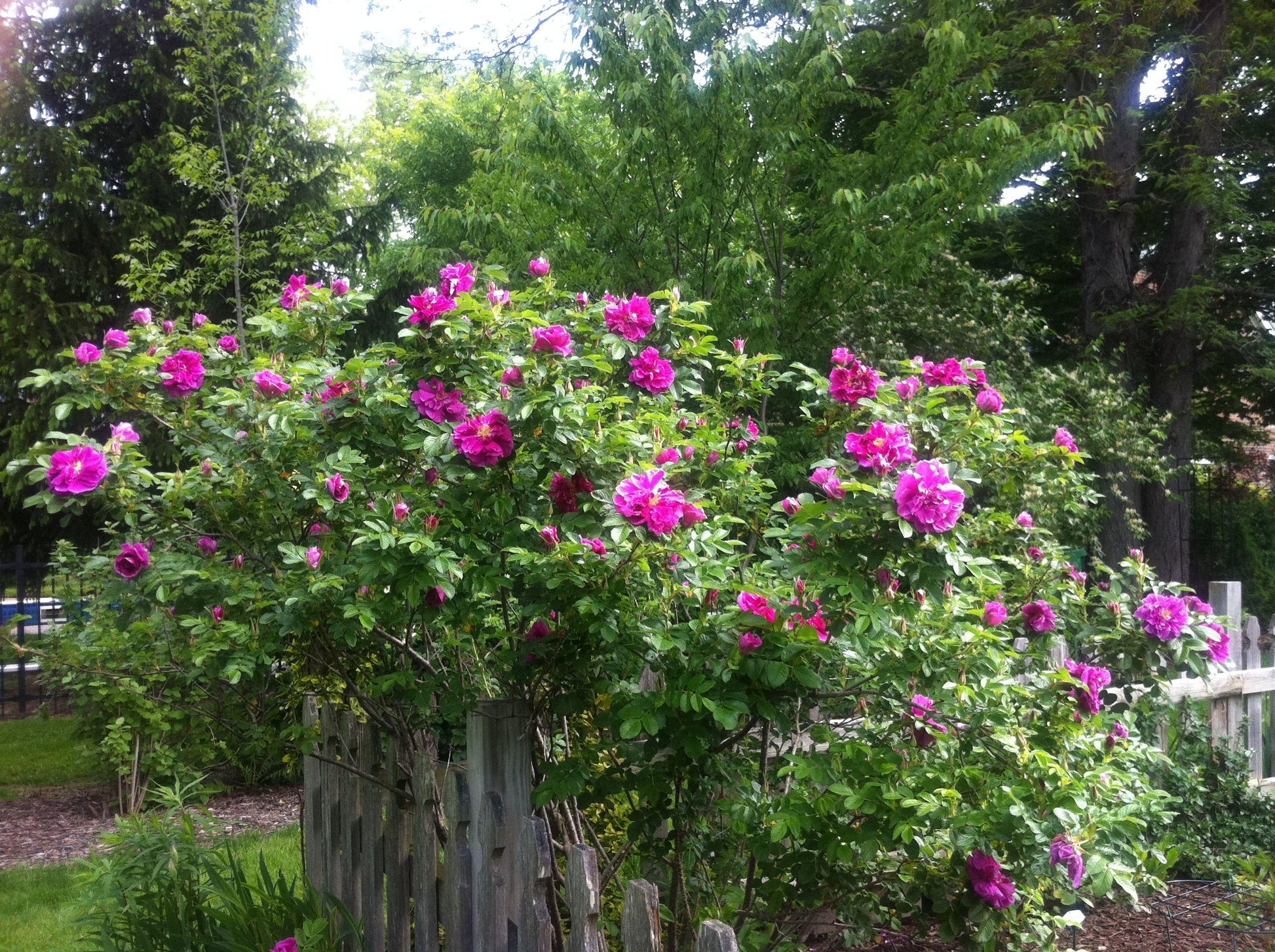 Rosa, Landscape Rugosa - View 5 from www redcrocus com
