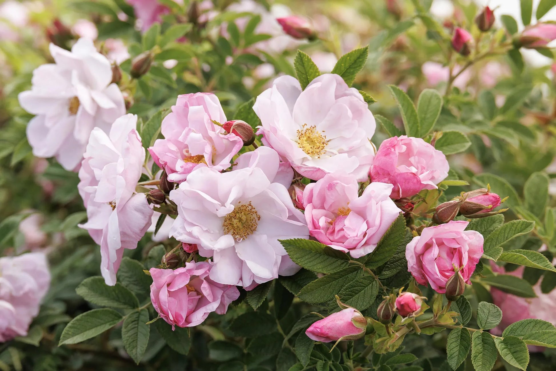 Rosa, Landscape Rugosa - View 9 from www redcrocus com
