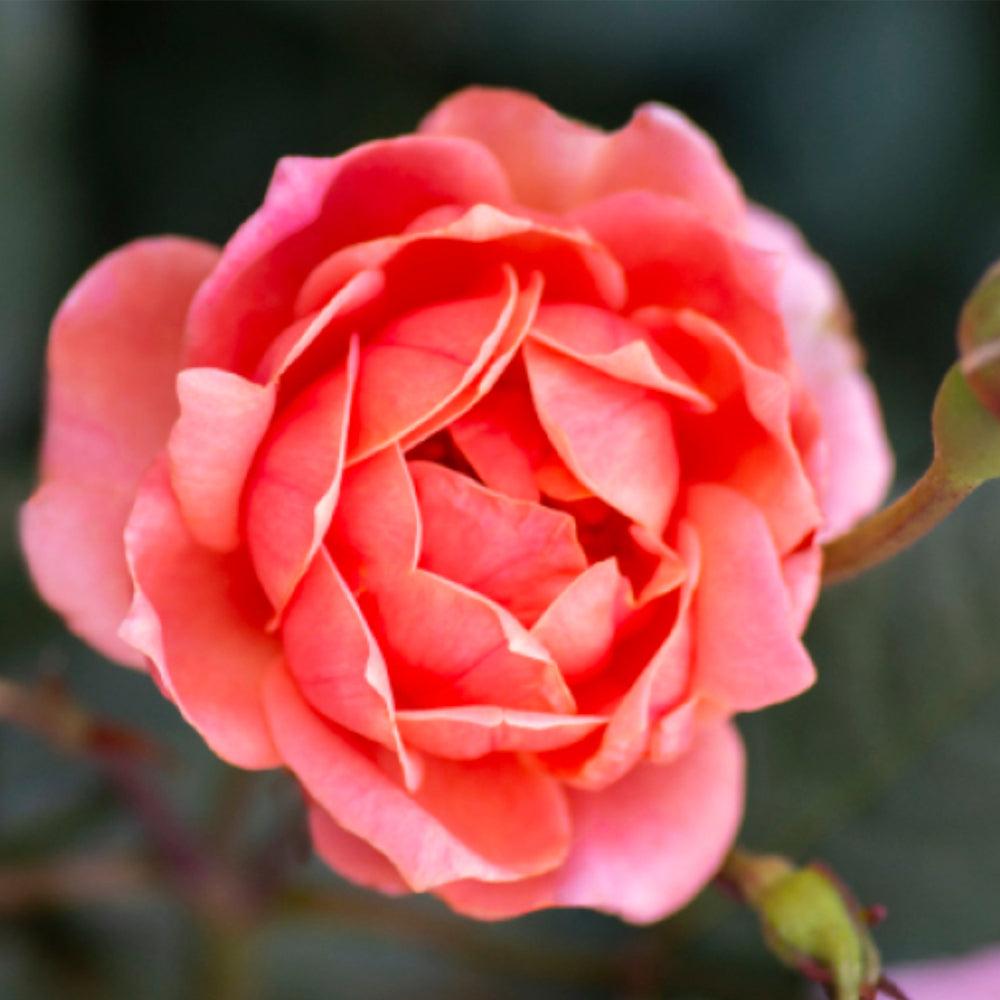 Rosa, Ls Double Knock Out - View 17 from www redcrocus com
