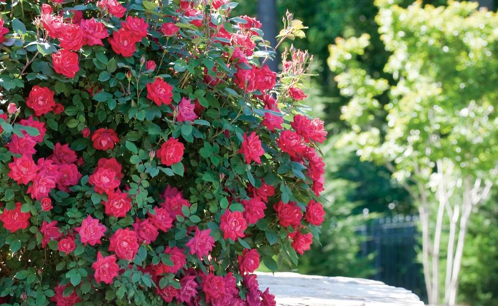 Rosa, Ls Double Knock Out - View 3 from www redcrocus com