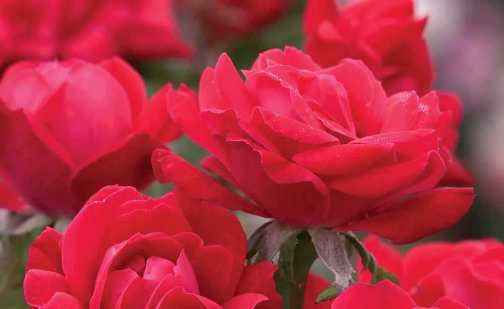 Rosa, Ls Double Knock Out - View 7 from www redcrocus com