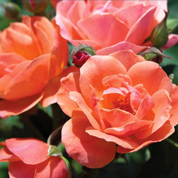 Rosa, Ls Double Knock Out - View 8 from www redcrocus com