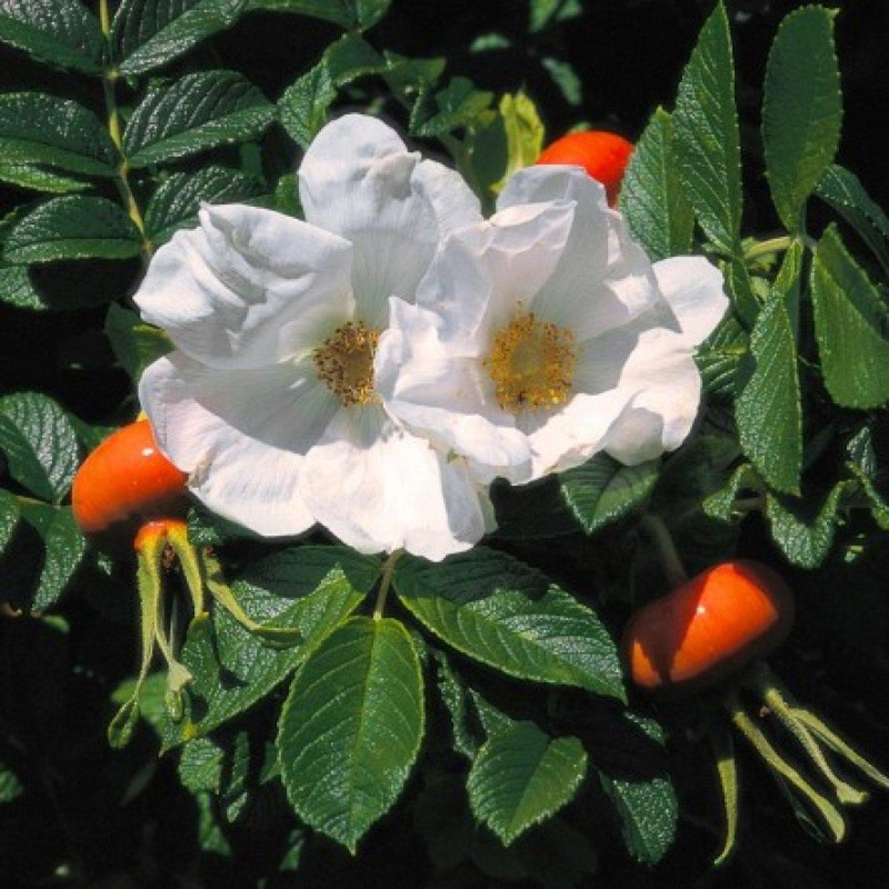 Rosa, Landscape Rugosa 'alba' - View 11 from www redcrocus com