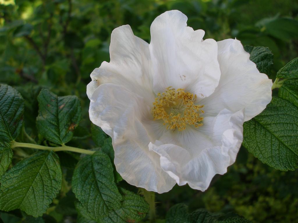 Rosa, Landscape Rugosa 'alba' - View 12 from www redcrocus com