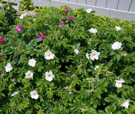 Rosa, Landscape Rugosa 'alba' - View 1 from www redcrocus com