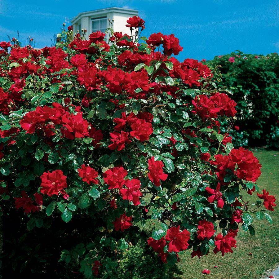 Rosa Climbing Don Juan - View 1 from www redcrocus com