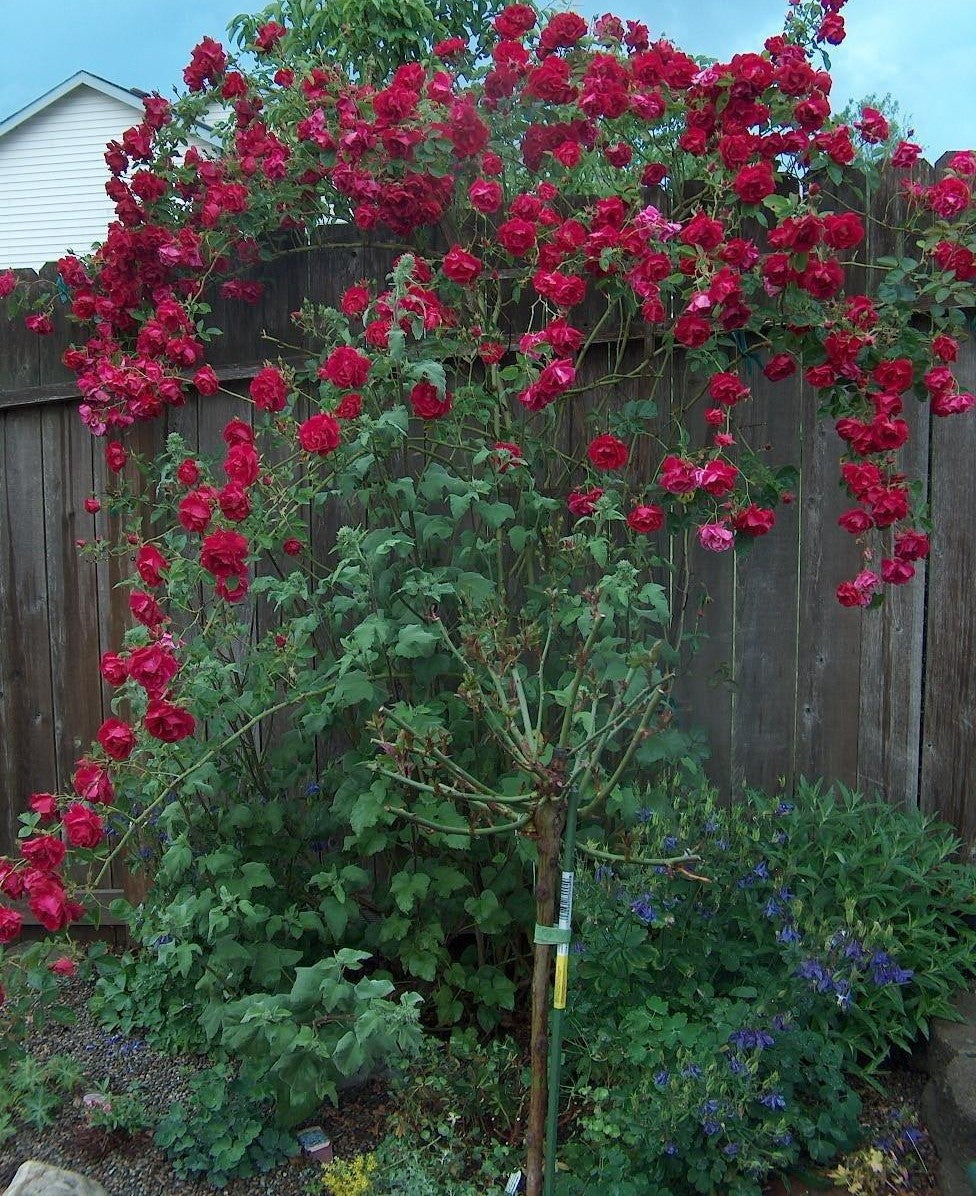 Rosa Climbing Don Juan - View 2 from www redcrocus com