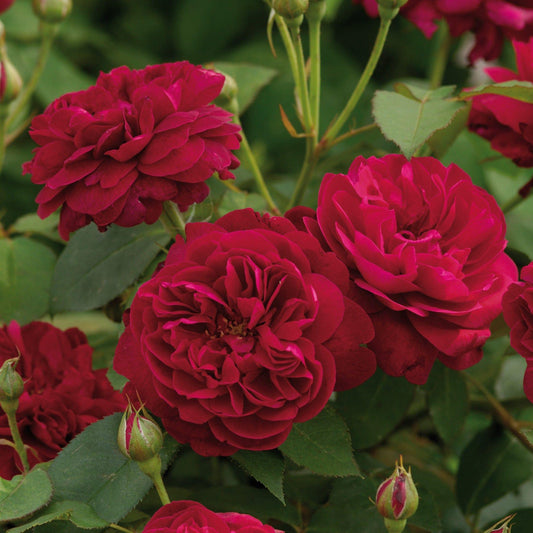 Rosa David Austin Darcey Bussell - View 10 from www redcrocus com