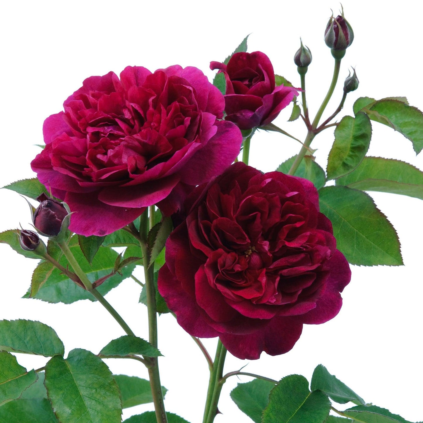 Rosa David Austin Darcey Bussell - View 13 from www redcrocus com