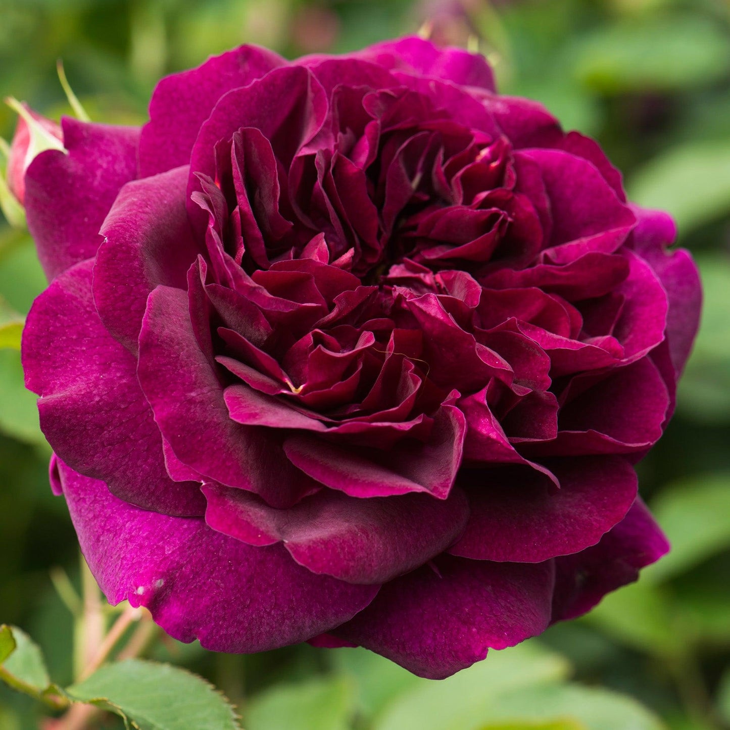 Rosa David Austin Darcey Bussell - View 19 from www redcrocus com