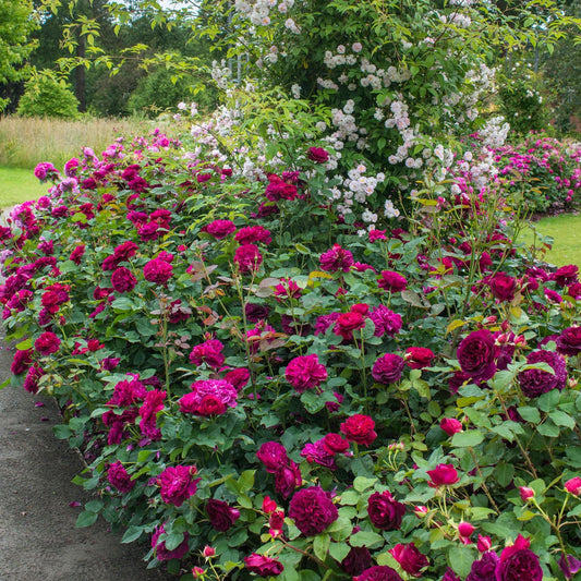 Rosa David Austin Darcey Bussell - View 1 from www redcrocus com