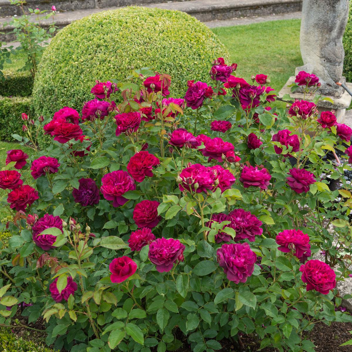 Rosa David Austin Darcey Bussell - View 2 from www redcrocus com