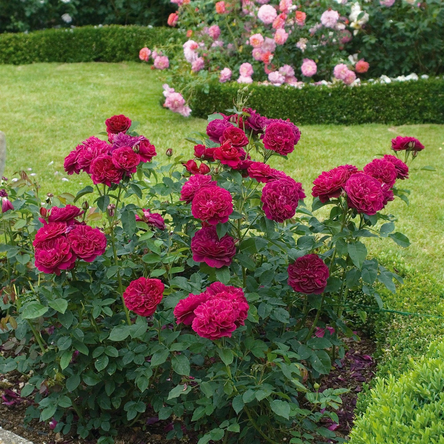 Rosa David Austin Darcey Bussell - View 5 from www redcrocus com