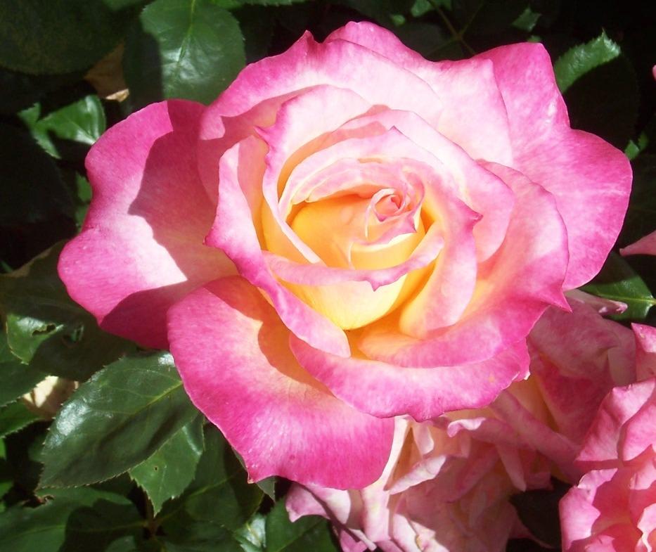 Rosa Hybrid Tea Secret - View 10 from www redcrocus com