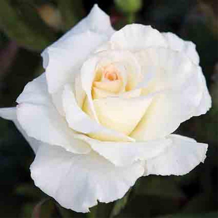 Rosa Hybrid Tea Secret - View 11 from www redcrocus com