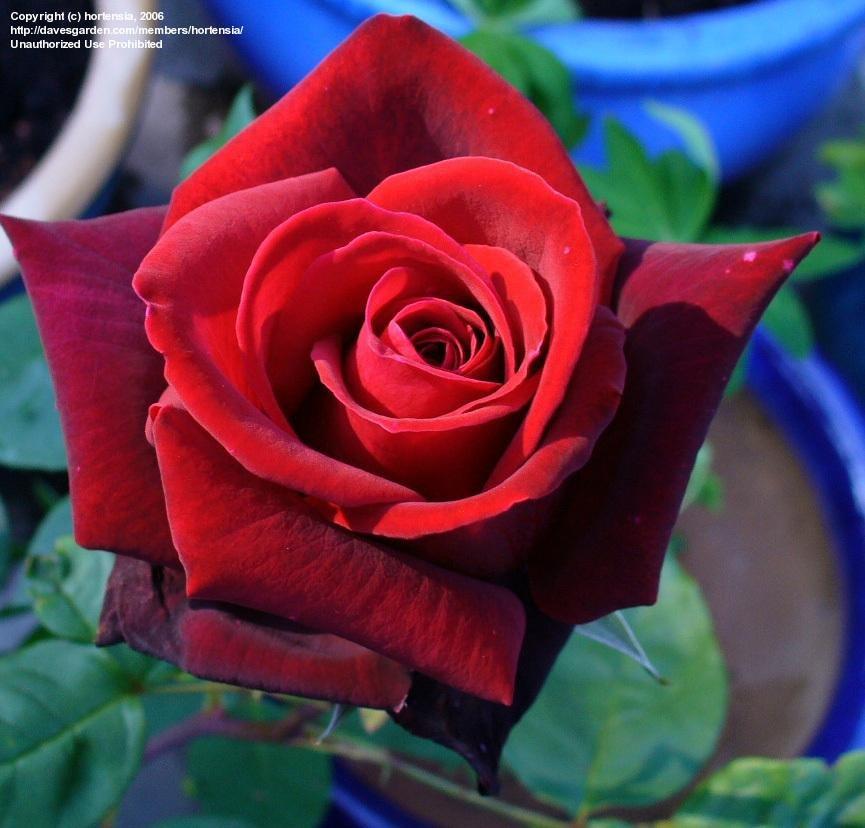 Rosa Hybrid Tea Secret - View 13 from www redcrocus com