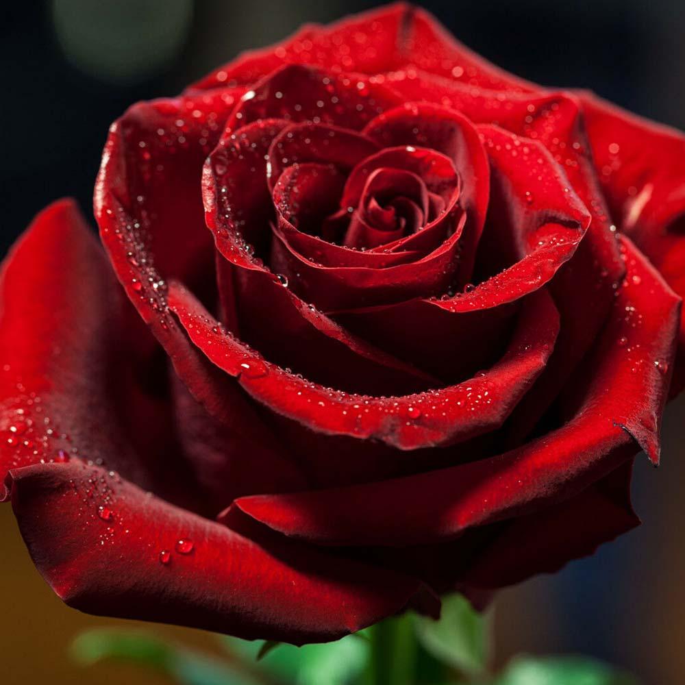Rosa Hybrid Tea Secret - View 14 from www redcrocus com