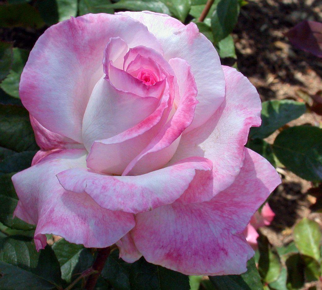 Rosa Hybrid Tea Secret - View 15 from www redcrocus com
