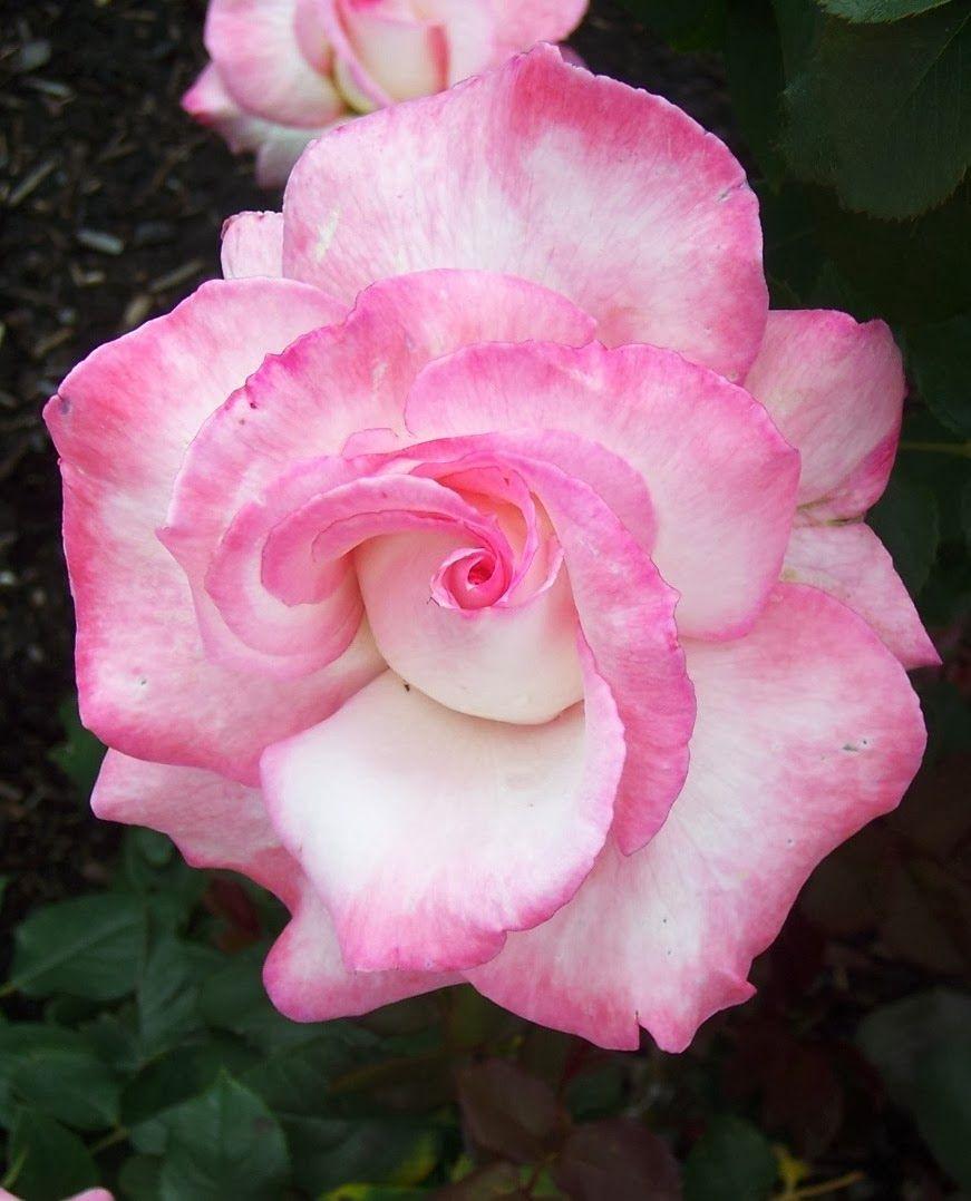 Rosa Hybrid Tea Secret - View 16 from www redcrocus com