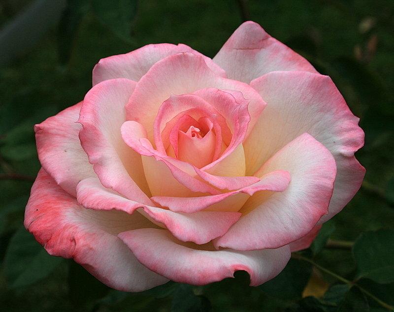 Rosa Hybrid Tea Secret - View 1 from www redcrocus com