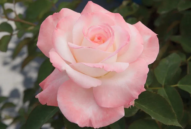 Rosa Hybrid Tea Secret - View 2 from www redcrocus com