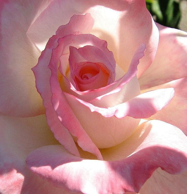 Rosa Hybrid Tea Secret - View 4 from www redcrocus com
