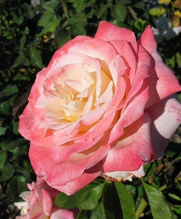 Rosa Hybrid Tea Secret - View 5 from www redcrocus com