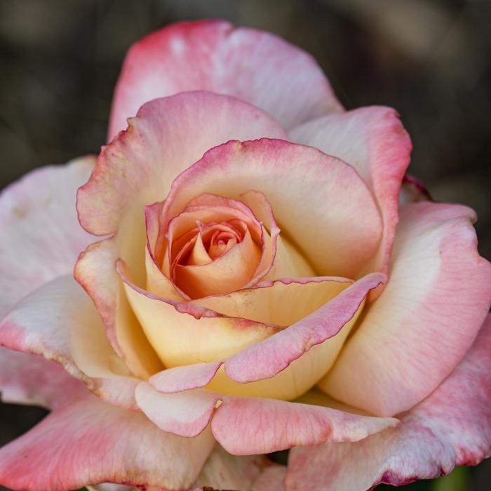 Rosa Hybrid Tea Secret - View 6 from www redcrocus com