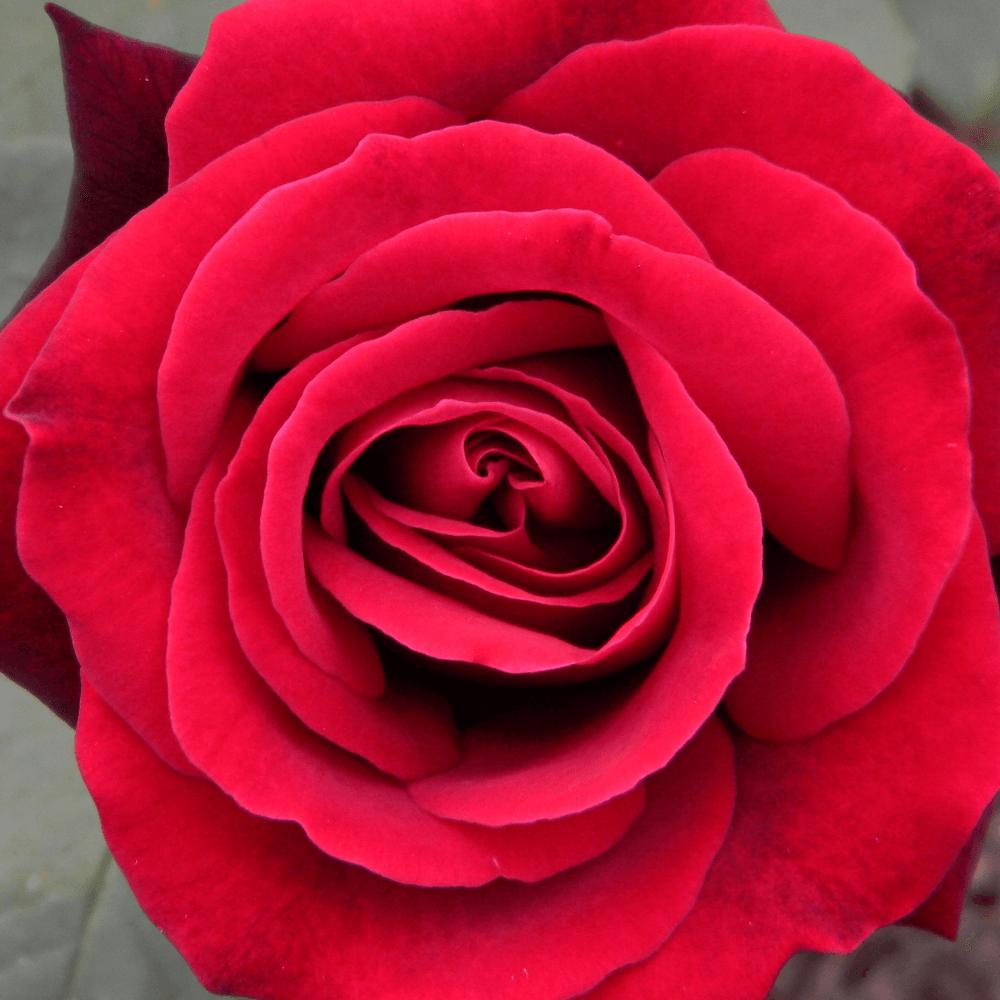 Rosa Hybrid Tea Secret - View 7 from www redcrocus com