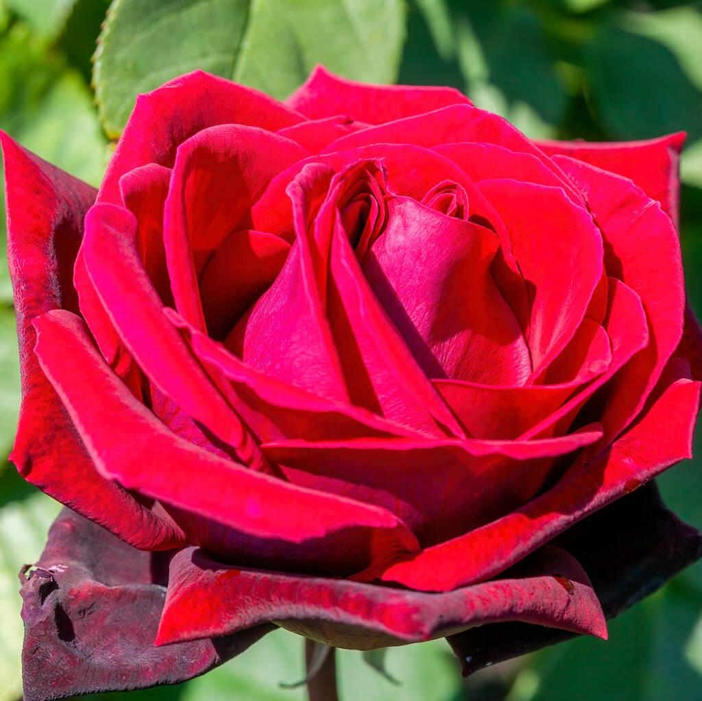 Rosa Hybrid Tea Secret - View 8 from www redcrocus com