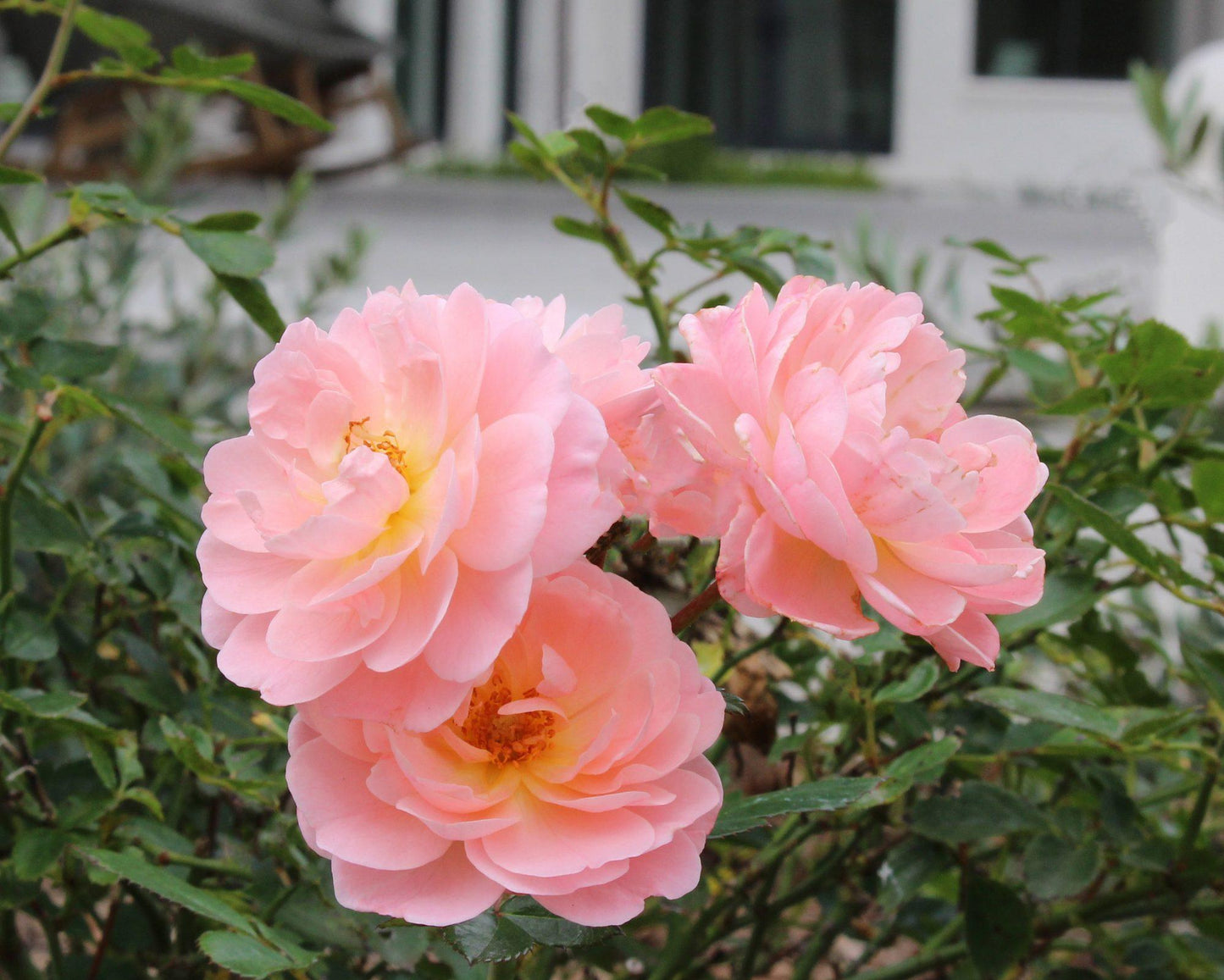 Rosa Landscape Apricot Drift - View 12 from www redcrocus com