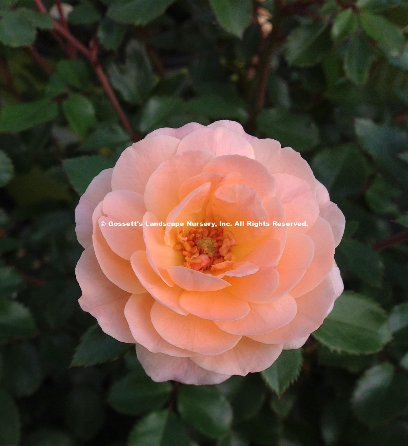 Rosa Landscape Apricot Drift - View 13 from www redcrocus com