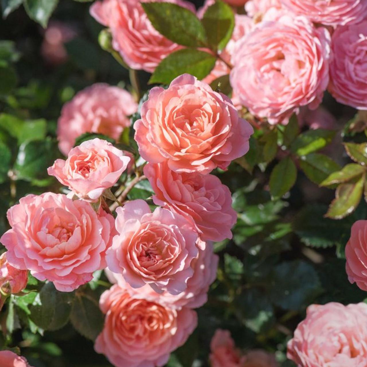 Rosa Landscape Apricot Drift - View 17 from www redcrocus com