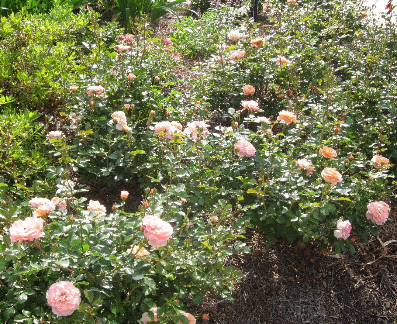 Rosa Landscape Apricot Drift - View 18 from www redcrocus com