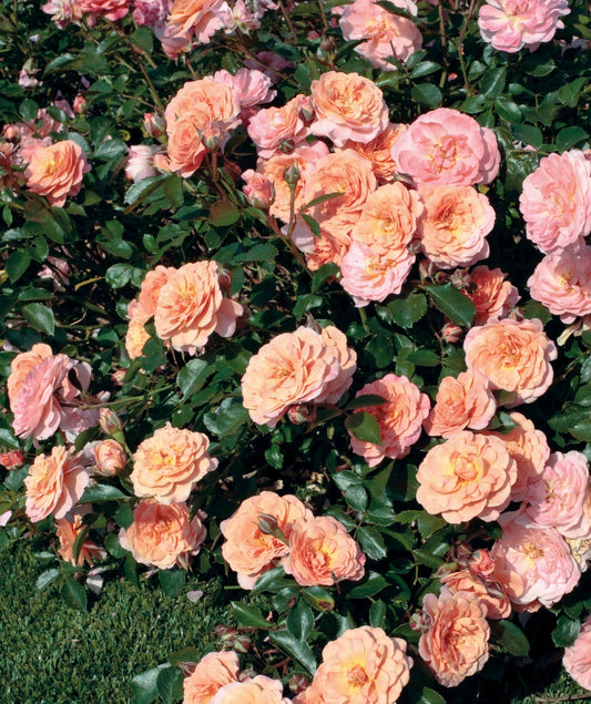 Rosa Landscape Apricot Drift - View 1 from www redcrocus com