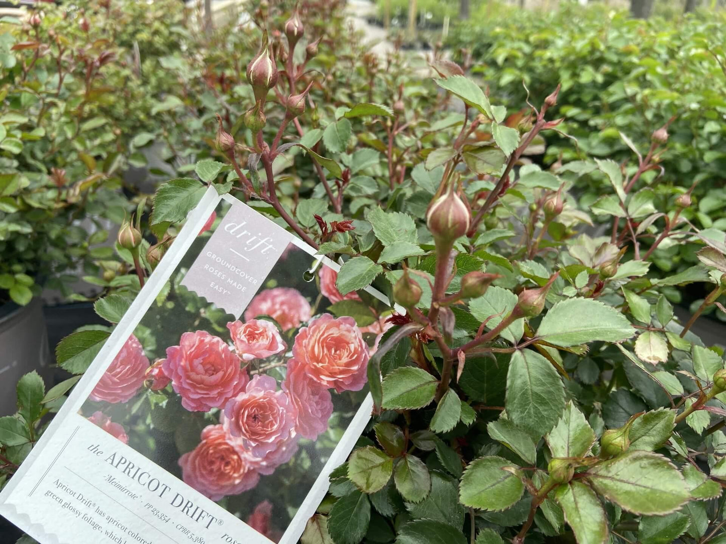 Rosa Landscape Apricot Drift - View 2 from www redcrocus com